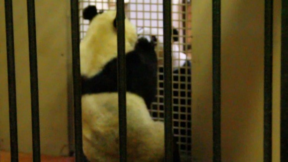 Pandas in the 'love tunnel' at Edinburgh Zoo