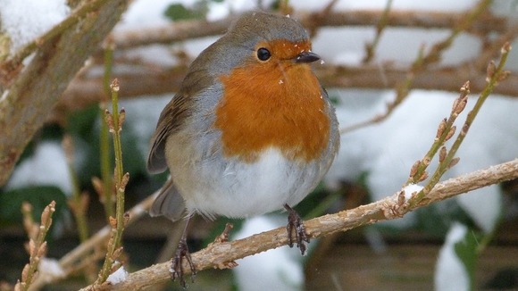 A Robin in Shipston-on-Stour, Warwickshire