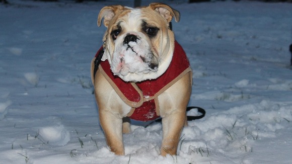 Dog in snow
