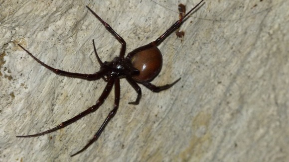 The orb weaver spider Meta bourneti was found in Highgate Cemetery, north London.