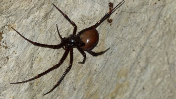 The orb weaver spider Meta bourneti was found in Highgate Cemetery, north London.
