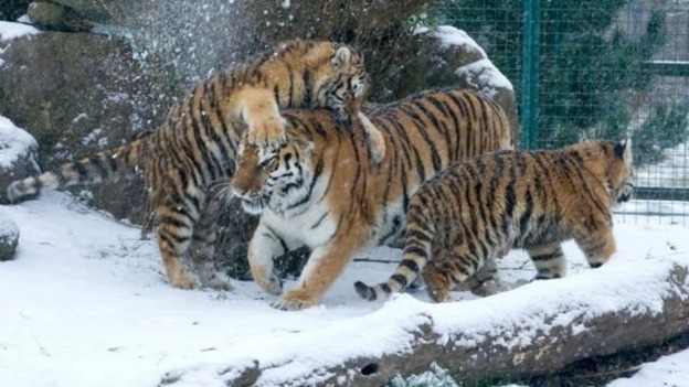 Amur tigers playing in the snow