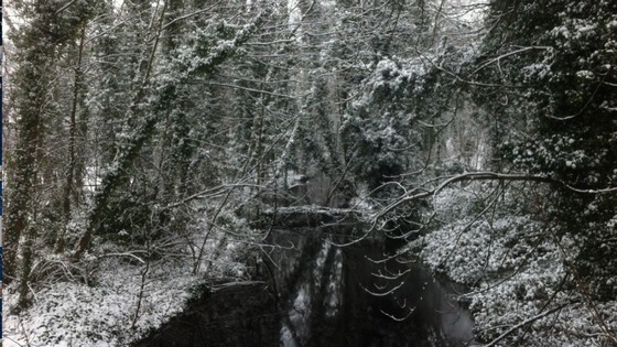 Snowy branches in Faversham