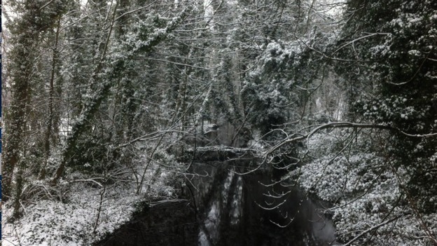 Snowy branches in Faversham