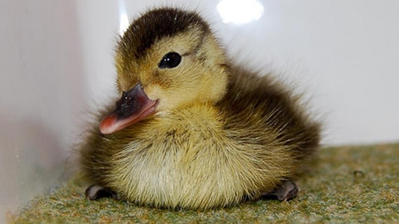 A recently hatched pochard in Madagascar.