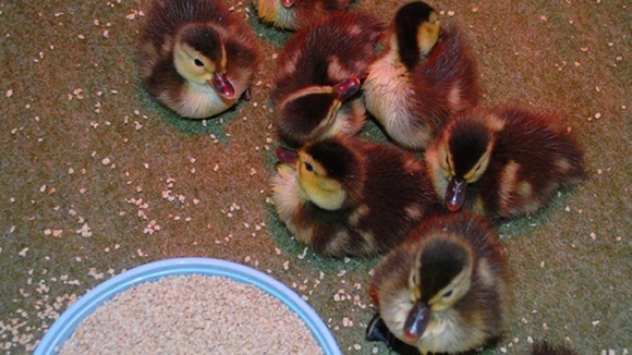 The 18 ducklings were hatched in Madagascar in a bid to save the breed from extension.