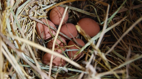A total of 18 ducklings were hatched as part of the breeding programme.
