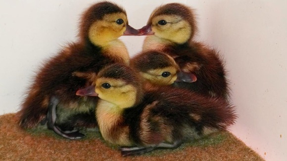 The Madagascar pochard was believed to be extinct until recently.