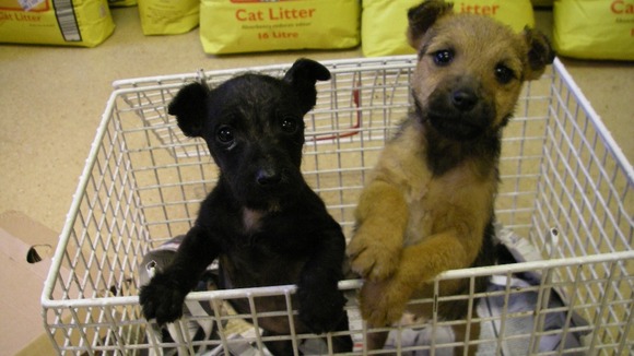 Abandoned puppies