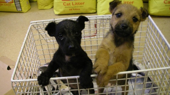 Abandoned puppies