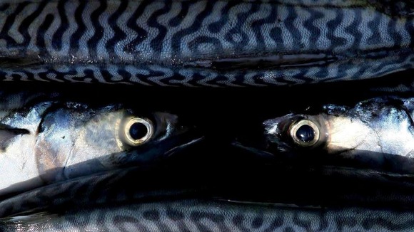 Conservationists says mackerel should be eaten only occasionally`