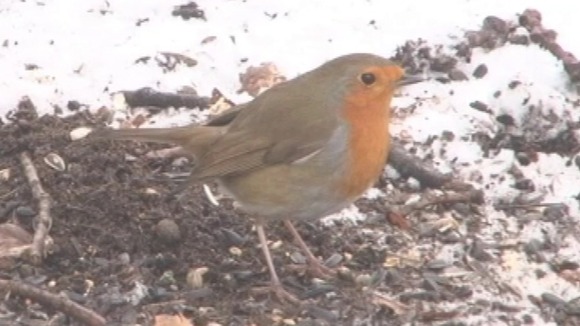 Robin