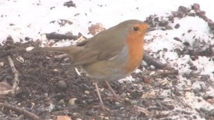 Robin
