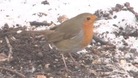 Robin