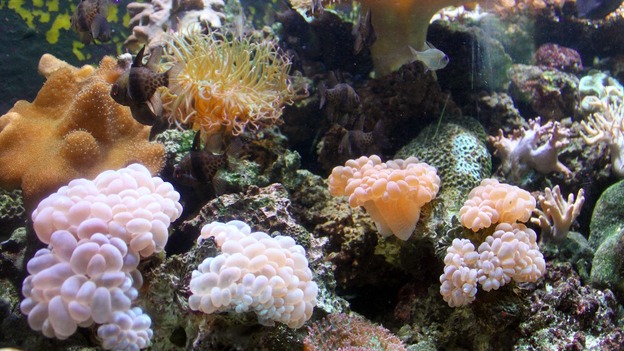 Coral reef