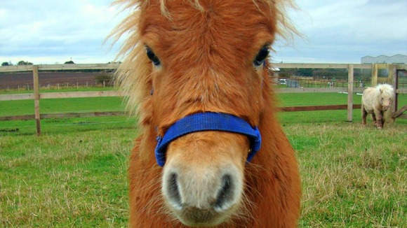 Shetland Pony