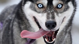Every year since 1984, mushers from across the UK have gathered in the forests around Aviemore