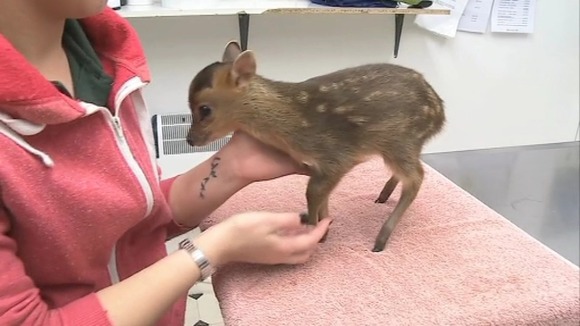 Fawn found in garden