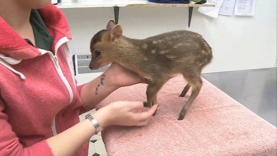 Fawn found in garden