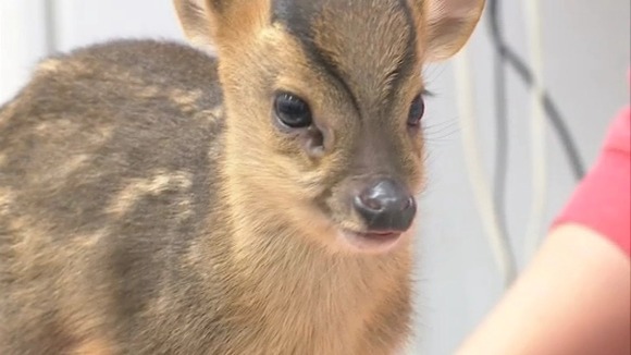 Snowflake the fawn