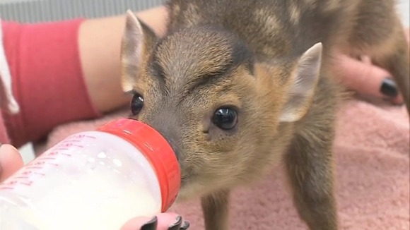 Snowflake the fawn
