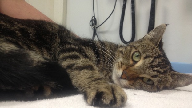 Polly, the Inter-city kitty