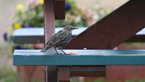 Starling