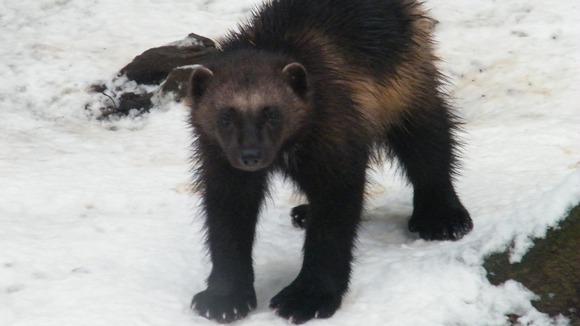 cub