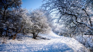 Snow scene