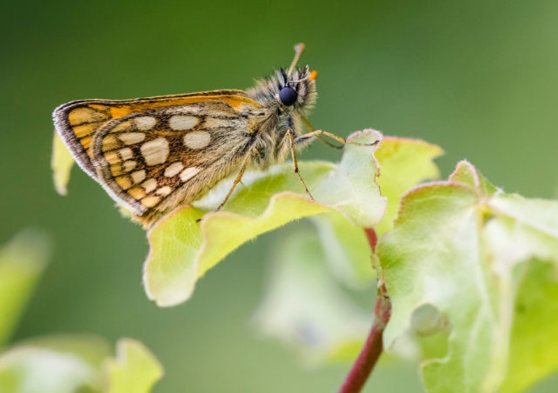 Onceextinct butterfly takes to wing again in England ITV News