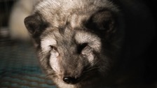 Should the UK ban the sale of all real animal fur?