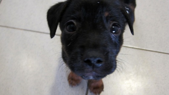 Experts say contact with pets can be beneficial to some patients