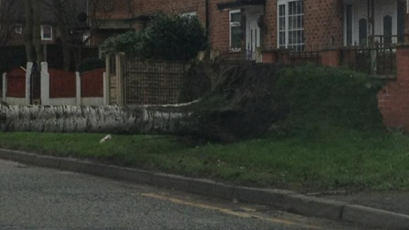 The uprooted tree blocking Royal Green Road in Northenden
