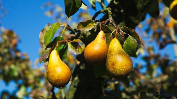 Warden Pears were mentioned by Shakespeare