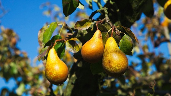 Warden Pears were mentioned by Shakespeare