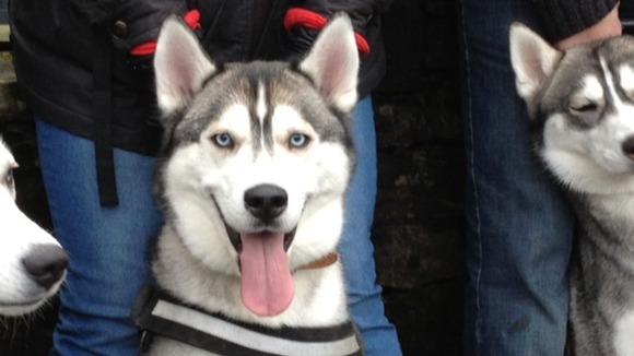 Husky