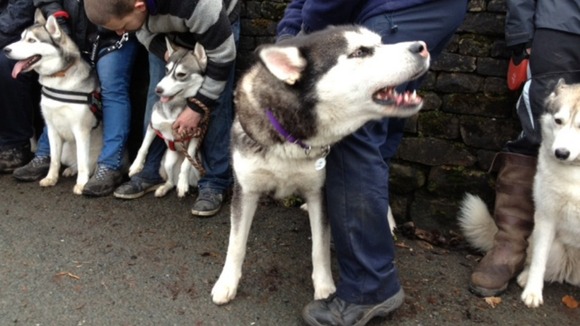 Husky