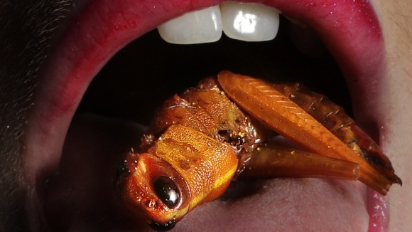Kirsty Smith puts a cricket in her mouth during the launch of the 2013 Edinburgh International Science Festival