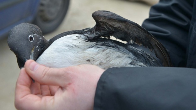 Bird rescue