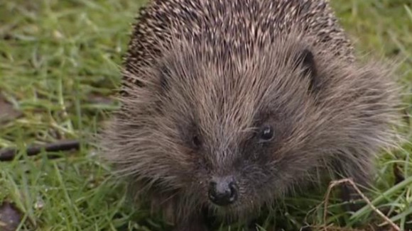 Hedgehog