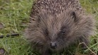 Hedgehog