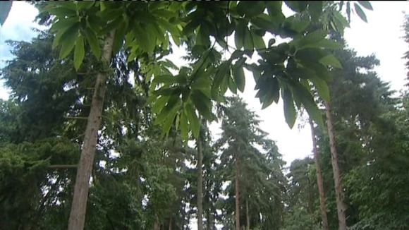 Thetford forest won't be sold off