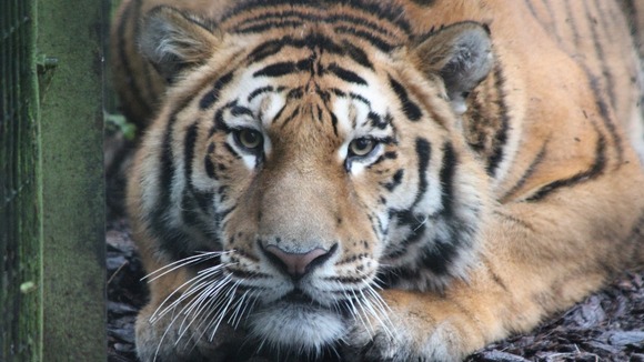 Botzman the Amur tiger