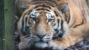 Botzman the Amur tiger