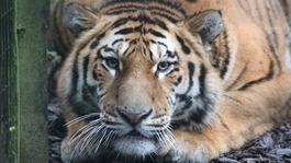 Botzman the Amur tiger