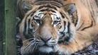 Botzman the Amur tiger