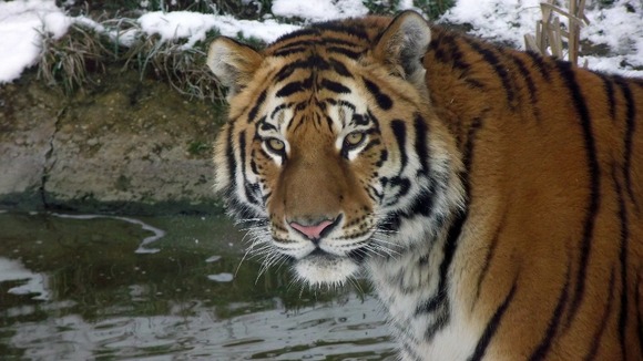 Botzman belongs to an endangered subspecies of tiger