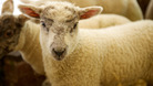 Virus has now affected 83 farms