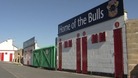 Bulls picture
