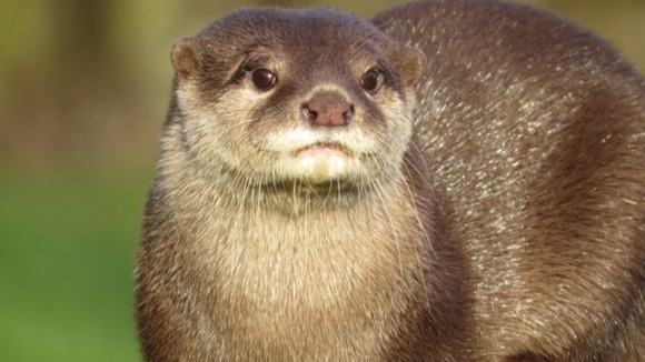 Asian short-clawed otter